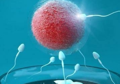 卵泡萎缩做试管婴儿成功率有多少