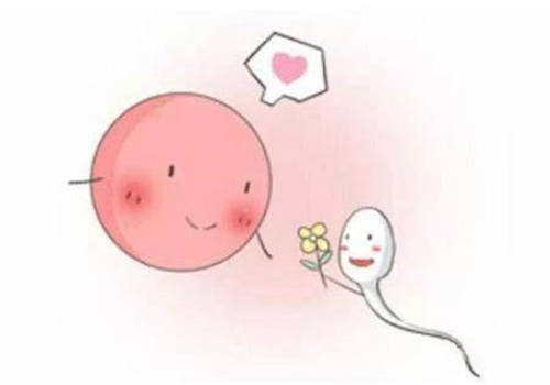 试管婴儿的费用要花多少