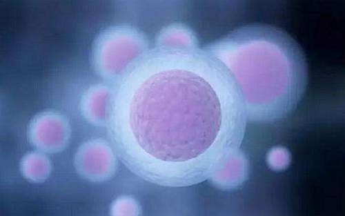 试管婴儿周期分哪几个阶段