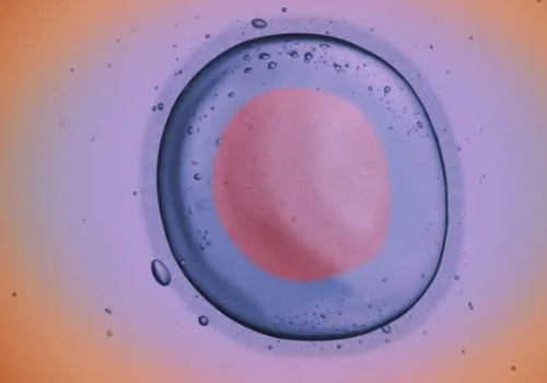 第三代泰国试管费用？