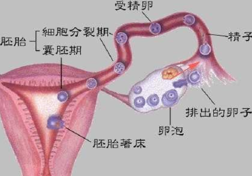 美国试管婴儿咨询？​