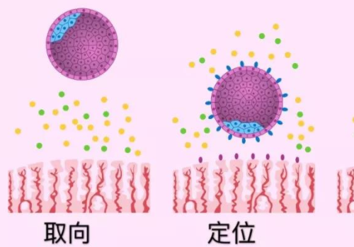 俄罗斯试管一次成功？​