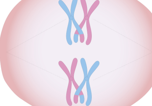 试管婴儿二代成功率及费用？